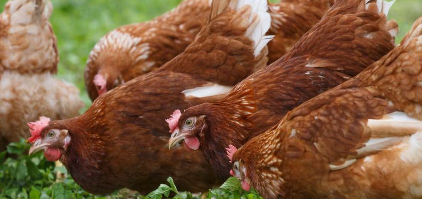 Free-range eggs: What to know