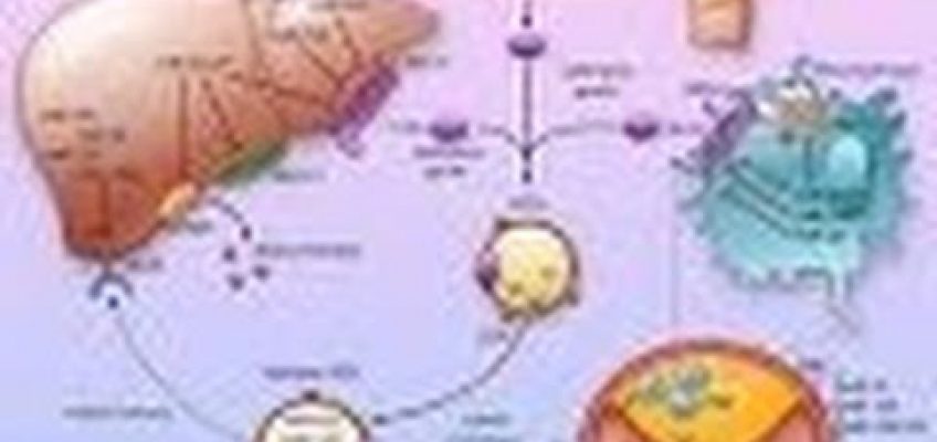 Anatomy and Physiology of Metabolism Nutrition