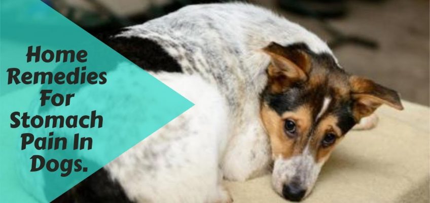 Home Remedies For Stomach Pain In Dogs