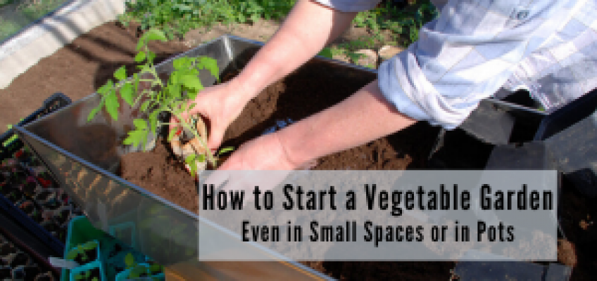 How to Start a Vegetable Garden (Even in Small Spaces or Pots)