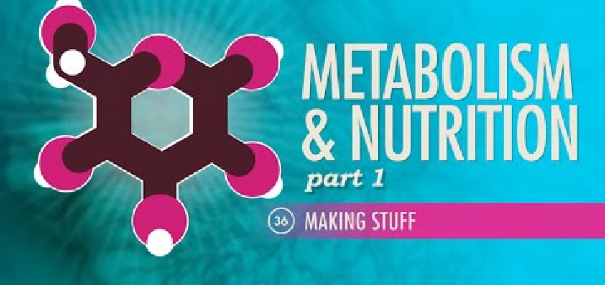 Metabolism & Nutrition, Part 1: Crash Course A&P #36