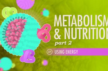 Metabolism & Nutrition, Part 2: Crash Course A&P #37