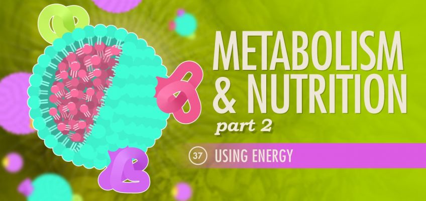Metabolism & Nutrition, Part 2: Crash Course A&P #37