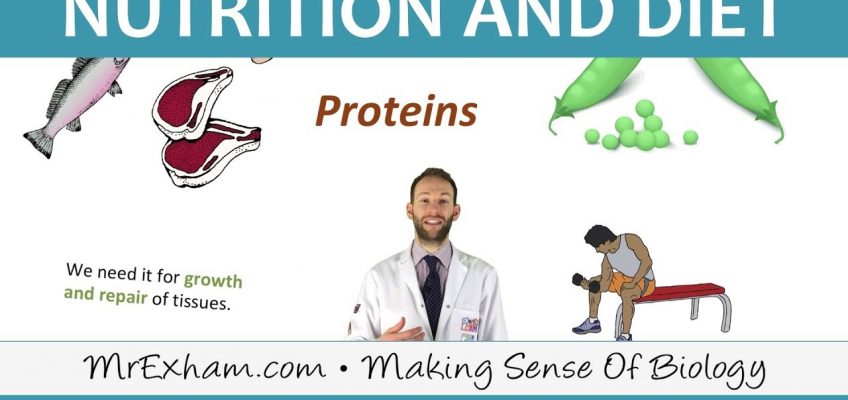 Nutrition and Diet – GCSE Biology (9-1)