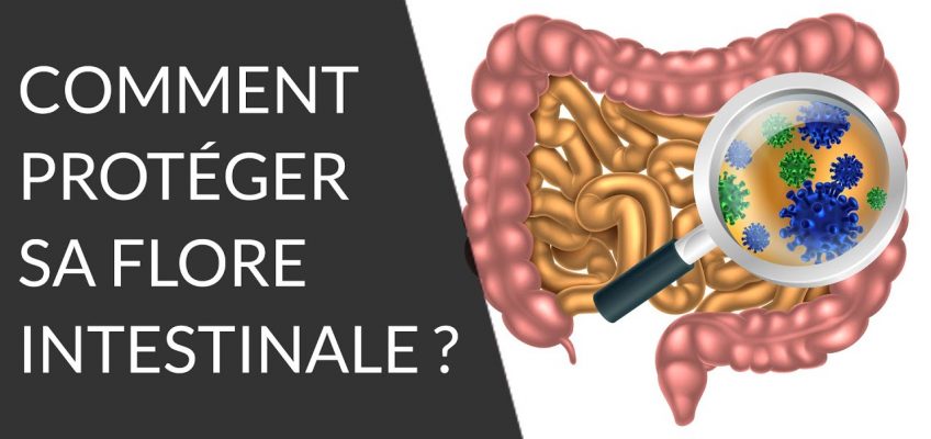 Quels sont les aliments bons pour notre flore intestinale ? – Question Nutrition