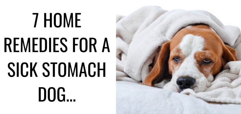 7 Home Remedies For a Sick Stomach Dog