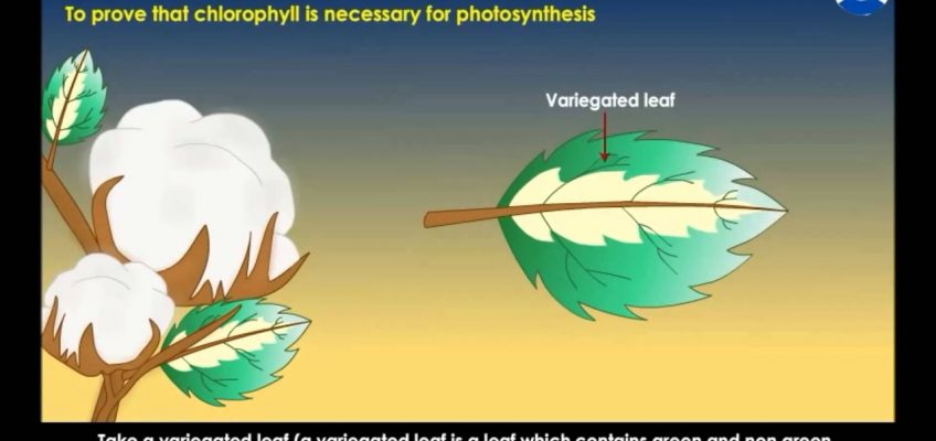 Autotrophic Nutrition – Nutrition in Plants (CBSE Grade : 7 Science)