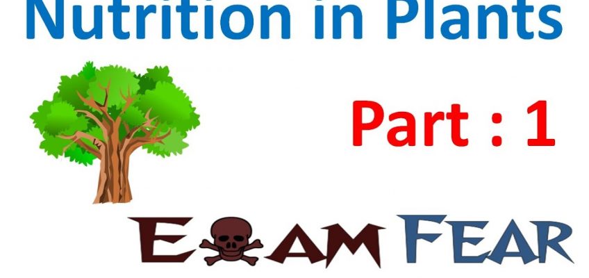 Biology Nutrition in Plants Part 1 (Introduction) Class 7 VII