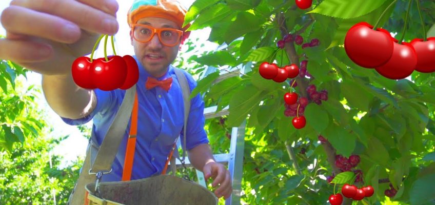 Cherry Farm Tour with Blippi | Healthy Eating for Children