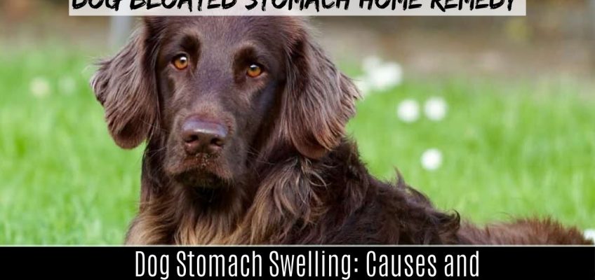 Dog bloated stomach home remedy | Dog Stomach Swelling: Causes and Treatment