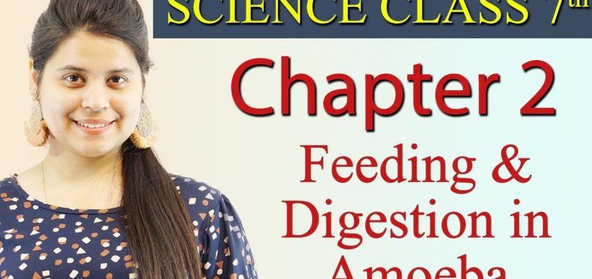 Feeding and Digestion in Amoeba – Chapter 2 – Nutrition in Animals – Science Class 7th NCERT