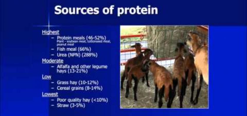Goat Nutrition