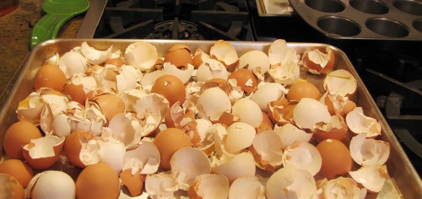 Healthy Foods to Feed Your Dog