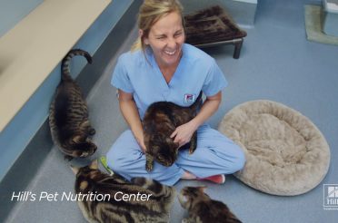 Hill’s Pet Nutrition: A Step Ahead