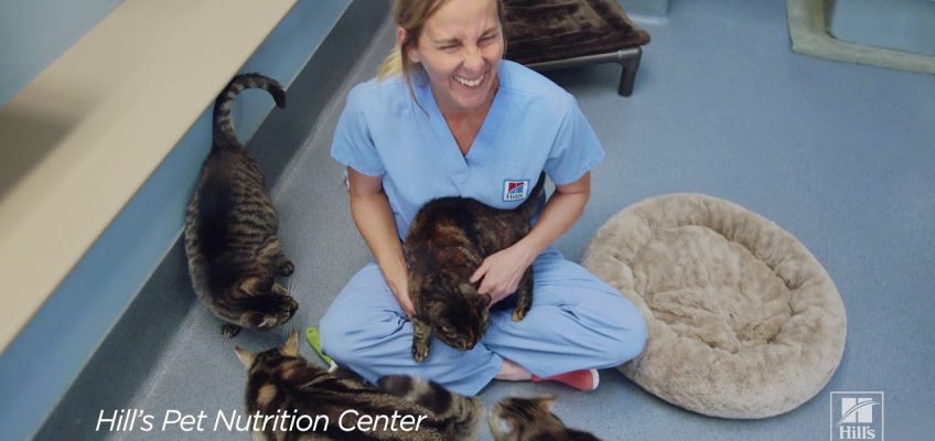 Hill’s Pet Nutrition: A Step Ahead