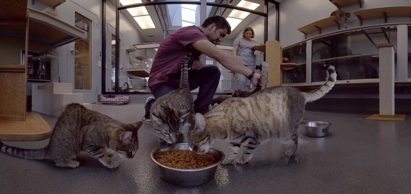 Hill’s Pet Nutrition Center Virtual Tour: A Cat’s Eye View