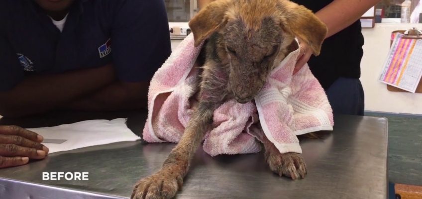 Hill’s® Transforming Lives™| Hill’s Pet Nutrition