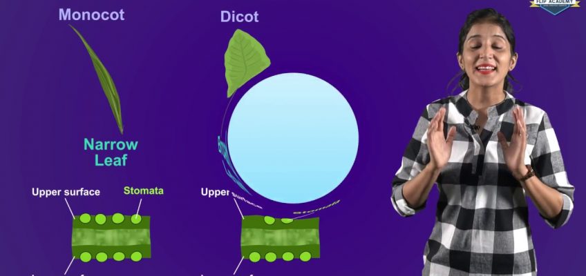 Life Processes 03: Nutrition in plants (CBSE Class X Biology) Hindi+English