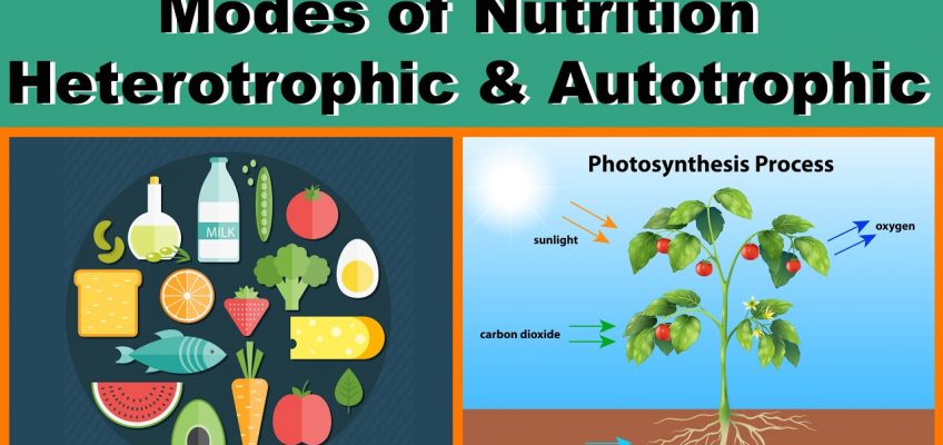 Modes of Nutrition | Heterotrophic & Autotrophic | Biology | Science | Letstute