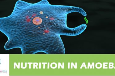 NUTRITION IN AMOEBA