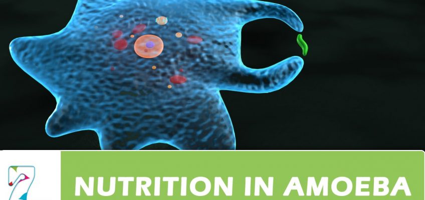 NUTRITION IN AMOEBA