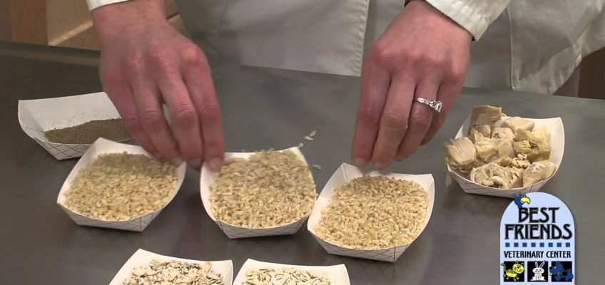 Nutrition Part 1 – Cats & Dogs