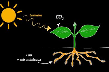 Nutrition et organisation des végétaux chlorophylliens (5e)