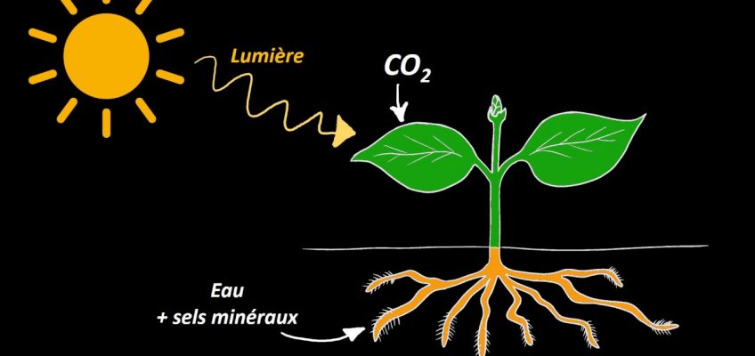 Nutrition et organisation des végétaux chlorophylliens (5e)