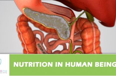Nutrition in Human Beings