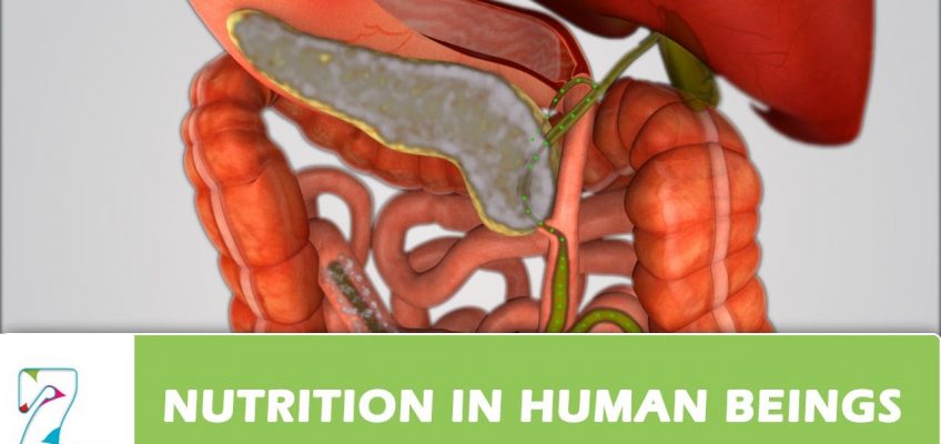 Nutrition in Human Beings