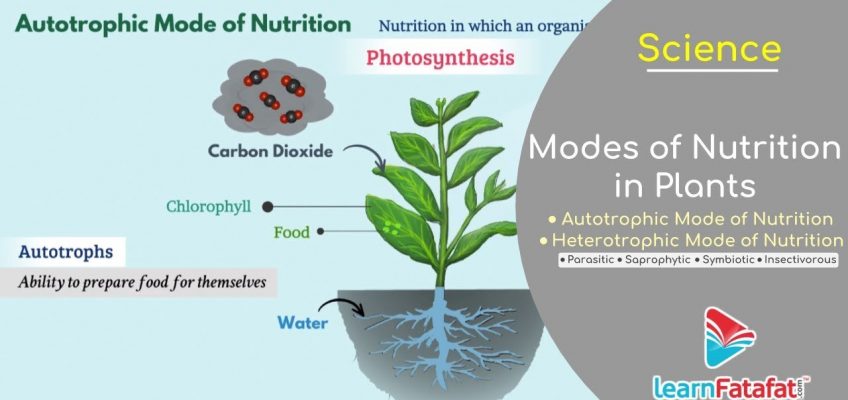 Nutrition in Plants Class 7 Science | Modes of Nutrition in Plants – Autotrophic and Heterotrophic