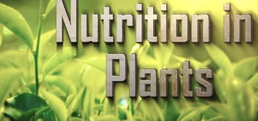 Nutrition in Plants – Iken Edu