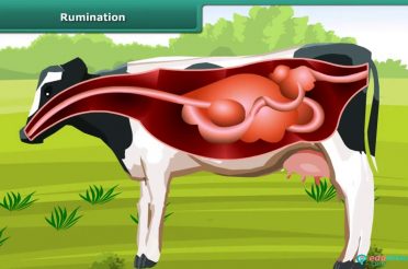 Nutrition in animals | Class 7 | Science| CBSE | ICSE | FREE Tutorial