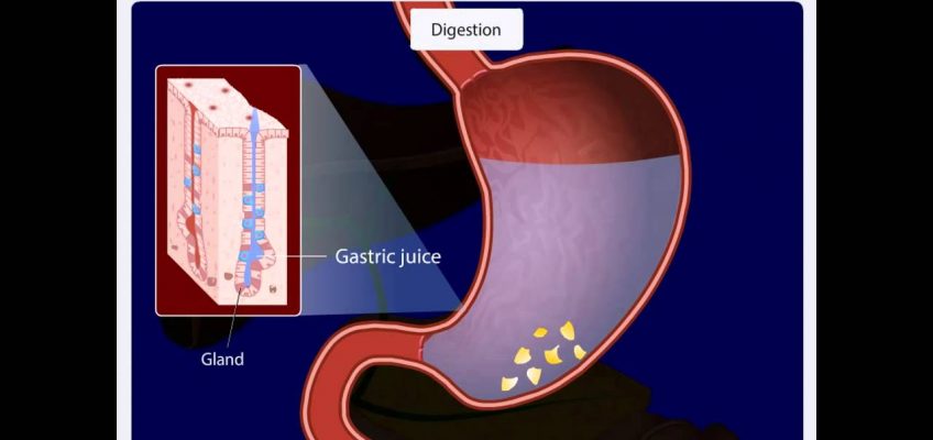 Nutrition in human beings – Life Processes | CBSE Class 10 Science
