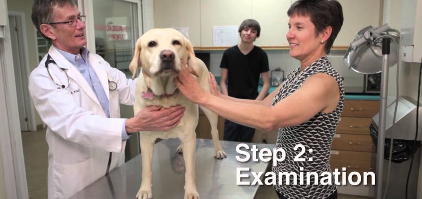 Pet Nutrition Assessments / Évaluation de la nutrition des animaux de compagnie