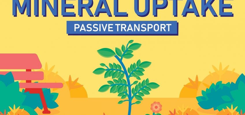 Plant Nutrition: Mineral Absorption | Part 1