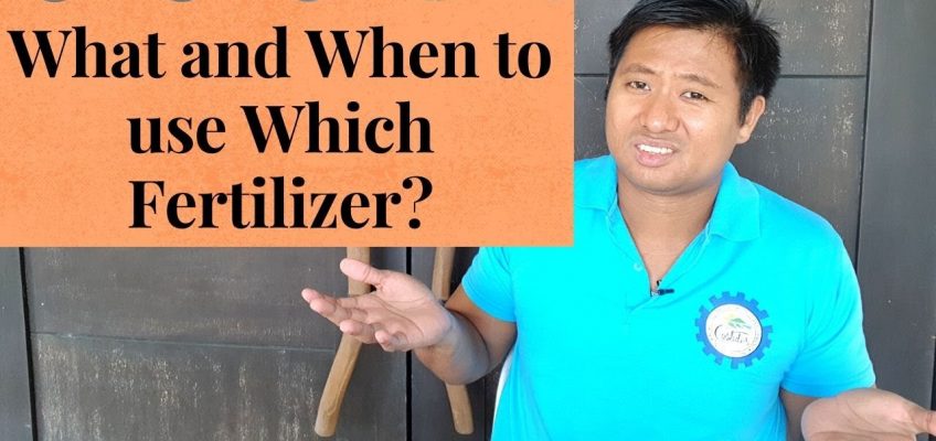 Plant Nutrition: What and When to use Which Fertilizer?(Ano at kailan gagamitn ang aling pataba?)