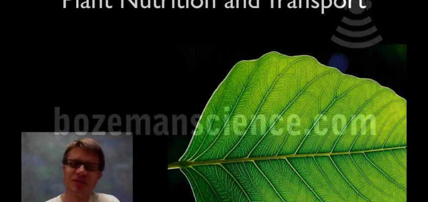 Plant Nutrition and Transport