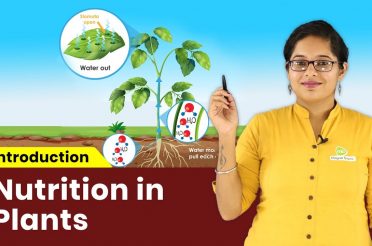 Science Class 7th | Introduction – Nutrition in Plants | In Hindi | Magnet Brains