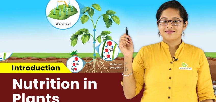 Science Class 7th | Introduction – Nutrition in Plants | In Hindi | Magnet Brains