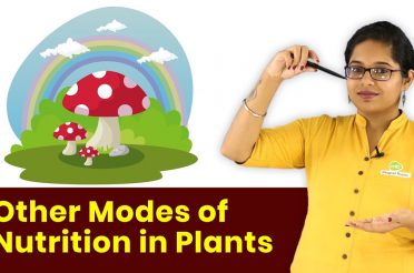 Science Class 7th | Other Modes of Nutrition in Plants | In Hindi | Magnet Brains