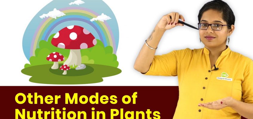 Science Class 7th | Other Modes of Nutrition in Plants | In Hindi | Magnet Brains