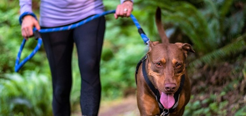 At Home Exercises with Your Dog