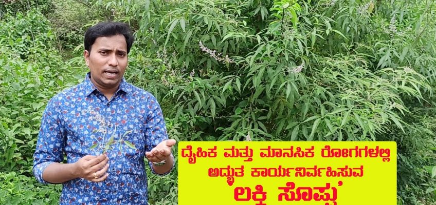 'ಲಕ್ಕಿ ಗಿಡ'- ನೈಸರ್ಗಿಕ ನೋವು ನಿರೋಧಕ / Vitex Negundo Health benefits and home remedies