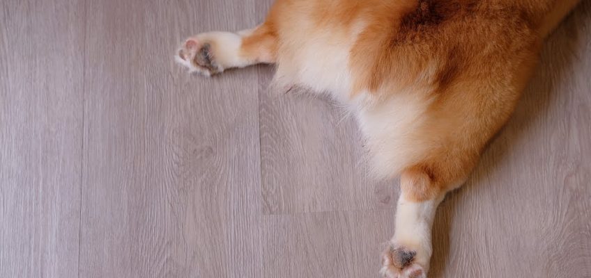 4 Best Home Remedies for Dog Gas and Excessive Flatulence