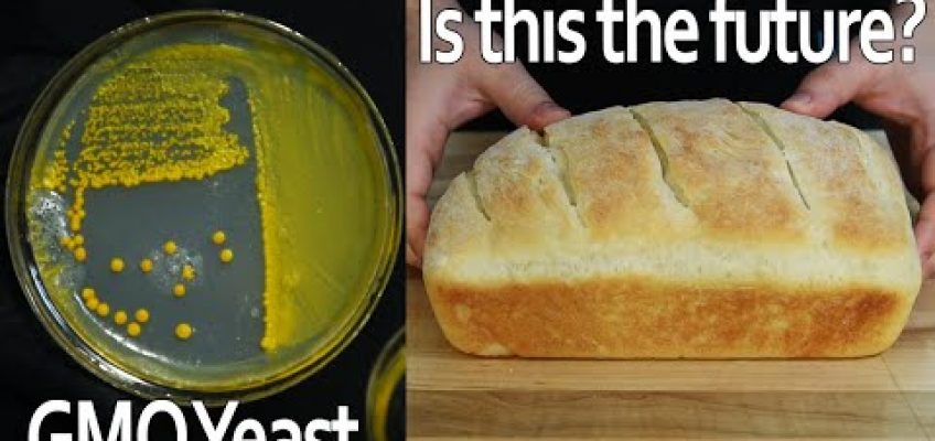 Are Golden Yeast the Future of Nutrition?