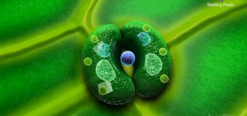 Autotrophic Nutrition In Plants