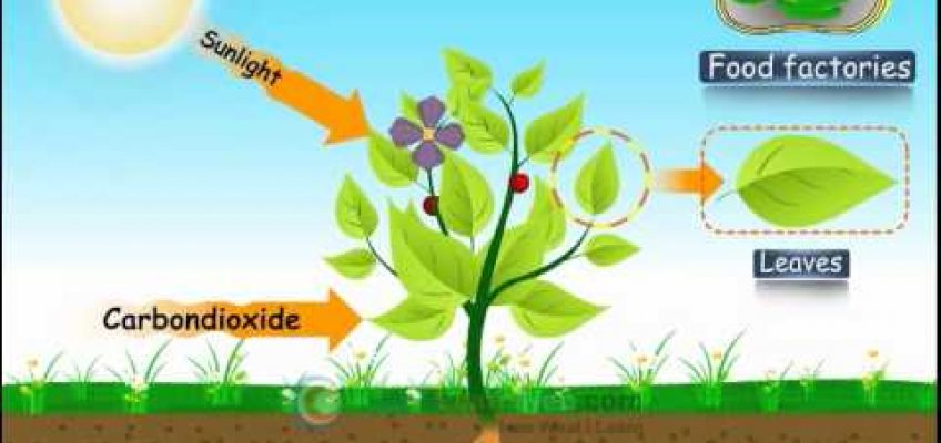 CBSE- Science – Class 7- NUTRITION IN PLANTS – PHOTOSYNTHESIS