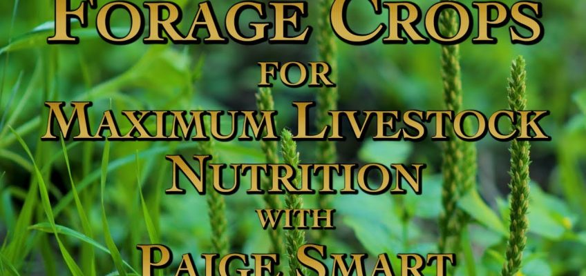 Forage Crops for Maximum Livestock Nutrition with Paige Smart