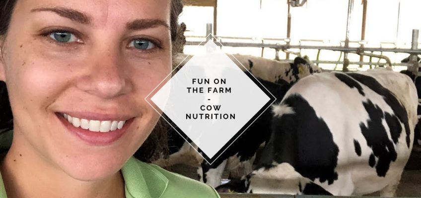 Fun on the Farm | Cow Nutrition